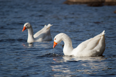 Burrator Reservoir 29/03/12