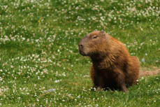 Dartmoor Zoo - 15/07/13